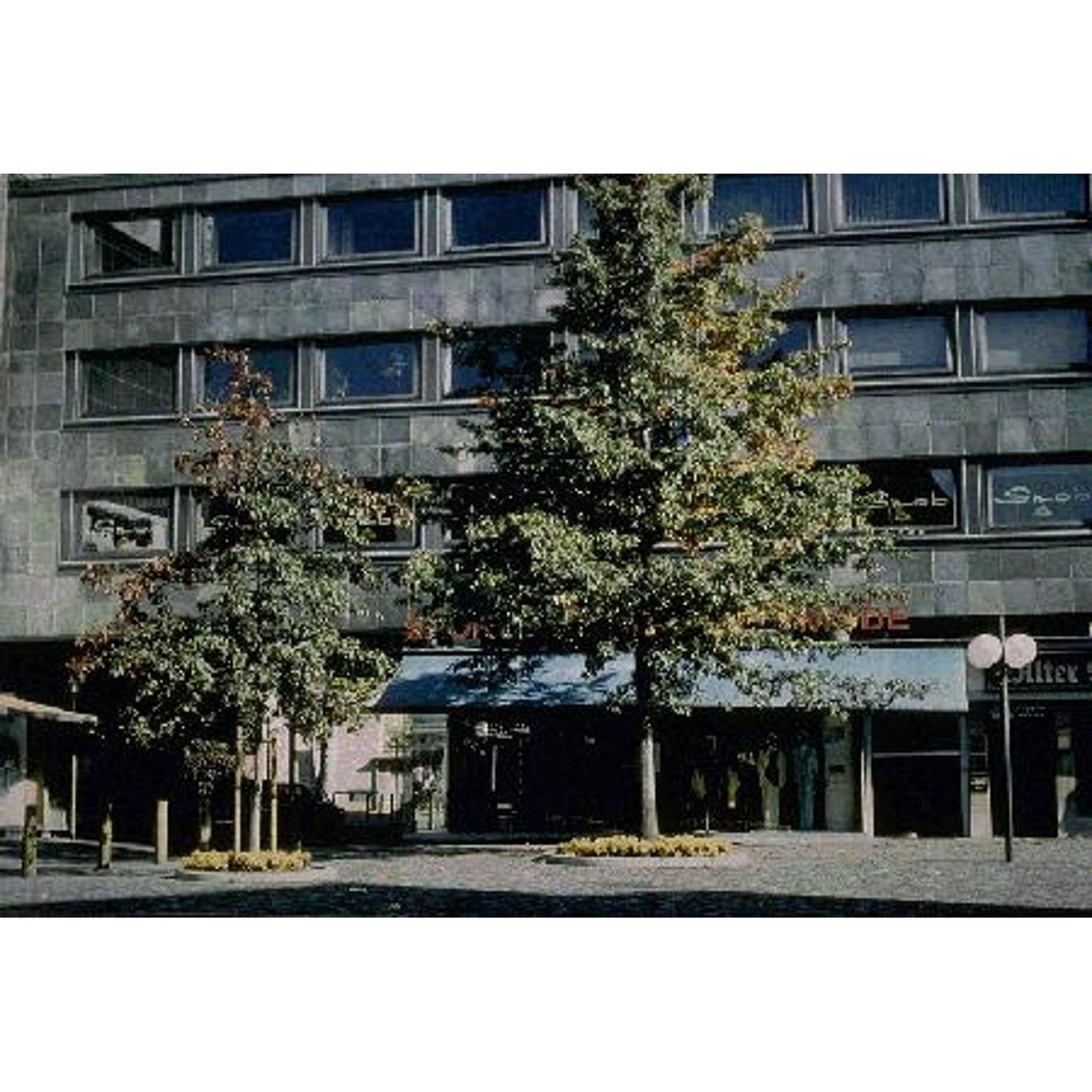 Kärr-ek – Quercus palustris - C35 10/12 200 CM Stem